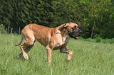 DOGUE ALLEMAND 516
